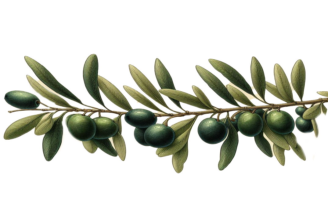 zeytindali